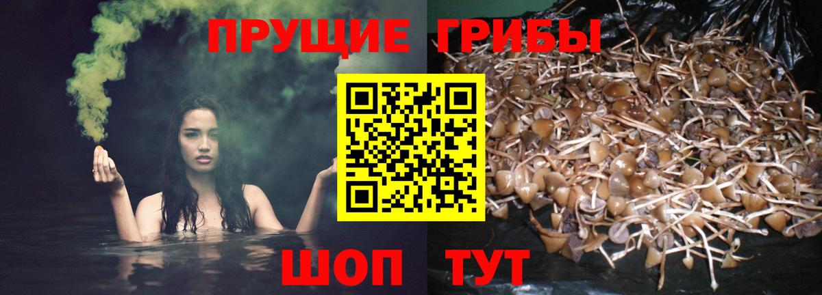 Алатырь  Псилоцибиновые грибы Psilocybe  Вход с VPN  Галлюциногенные грибы мухоморы 